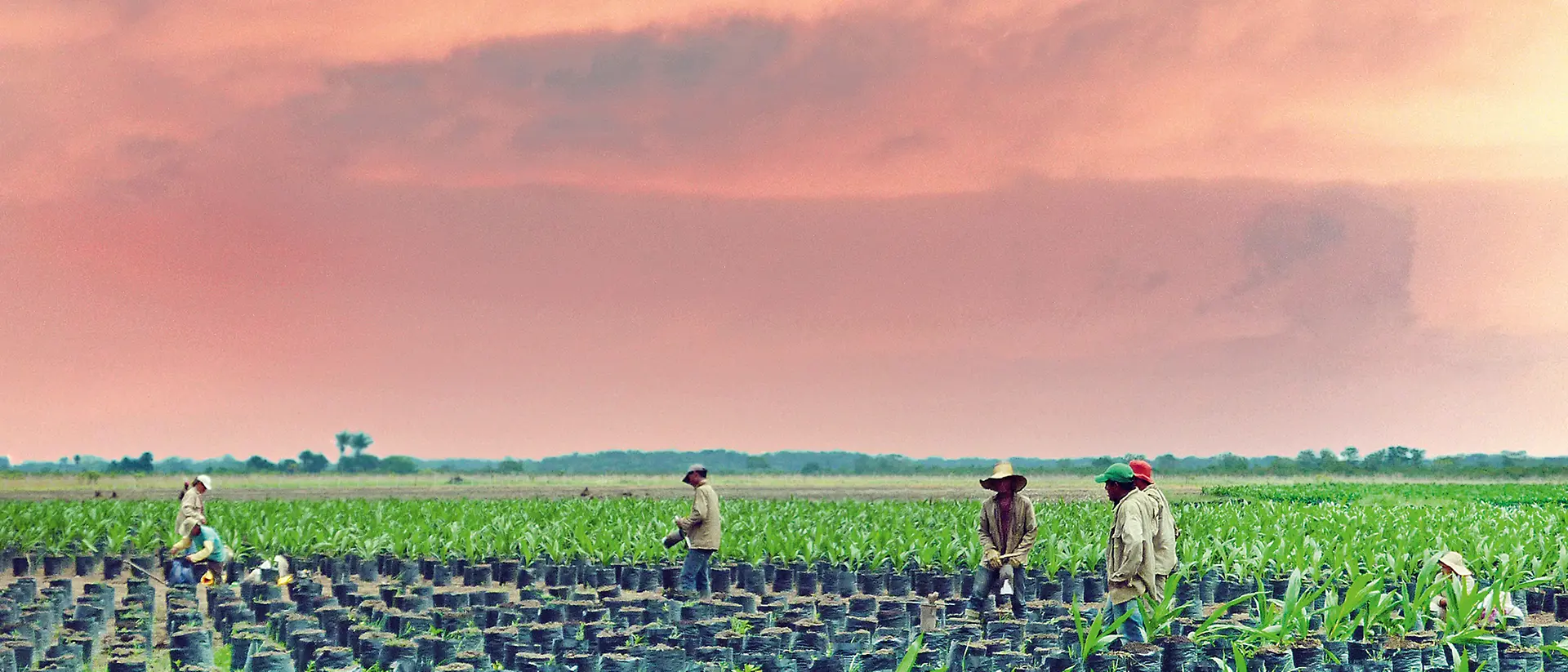 Palm oil farmers in Colombia planting palm trees